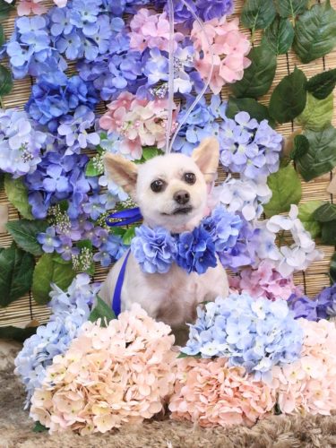 20250628ポンタくん 